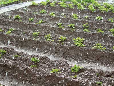 alerte météo grêle, orage pour l'agriculture